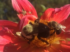 Bombus impatiens