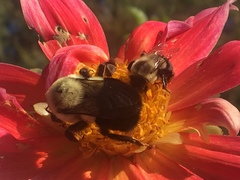 Bombus impatiens