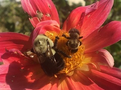 Bombus impatiens