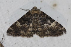 Aporoctena scierodes