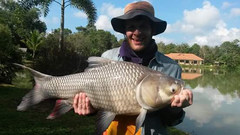 Catlocarpio siamensis