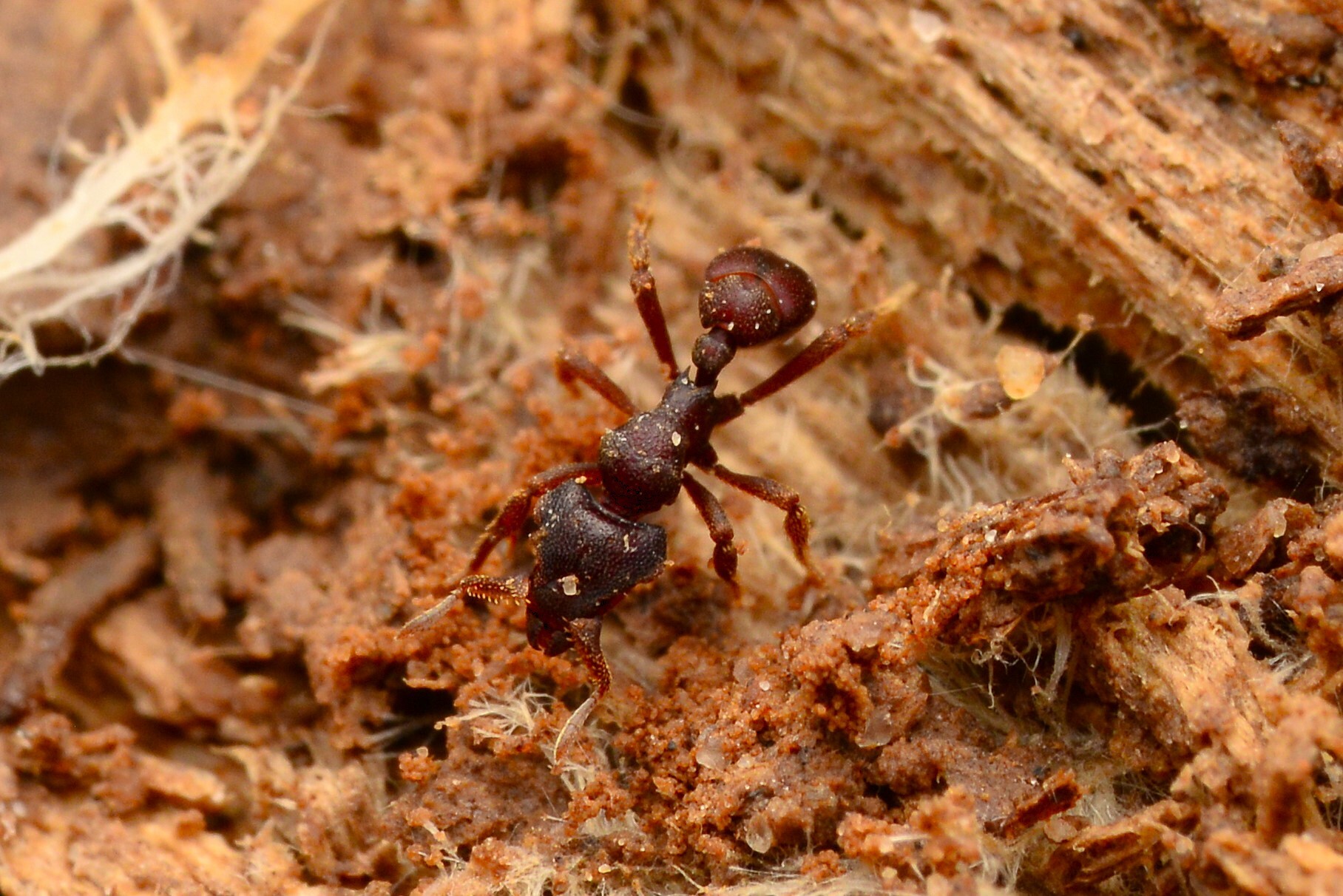 Eurhopalothrix procera