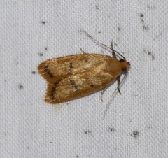 Eulechria subpunctella