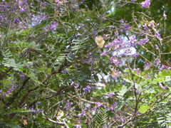 Pterodon emarginatus