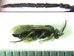 Monophadnus pallescens