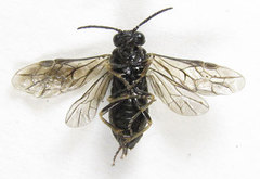 Monophadnus pallescens