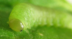 Monophadnus pallescens