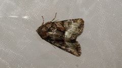 Oligia