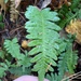 Polypodium vulgare vulgare - Photo (c) Anthony Pelletier, μερικά δικαιώματα διατηρούνται (CC BY-NC), uploaded by Anthony Pelletier