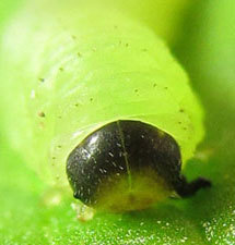 Monophadnus pallescens