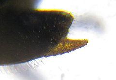 Monophadnus pallescens