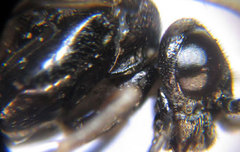 Monophadnus pallescens