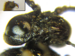 Monophadnus pallescens