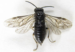 Monophadnus pallescens