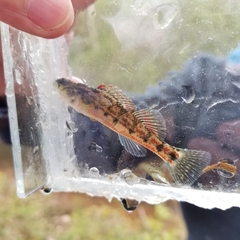 Etheostoma chermocki