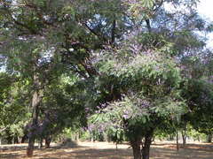 Pterodon emarginatus