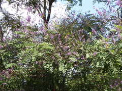 Pterodon emarginatus