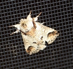 Antithemerastis acrobela