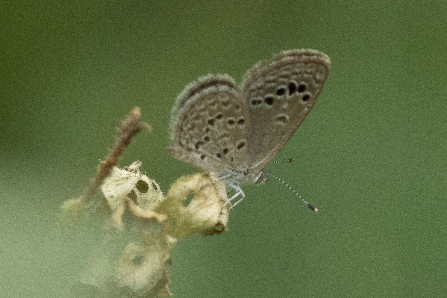 Lesser Grass Blue