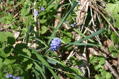 Muscari armeniacum