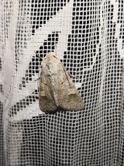 Ammoconia caecimacula