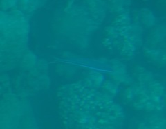 Actinopterygii