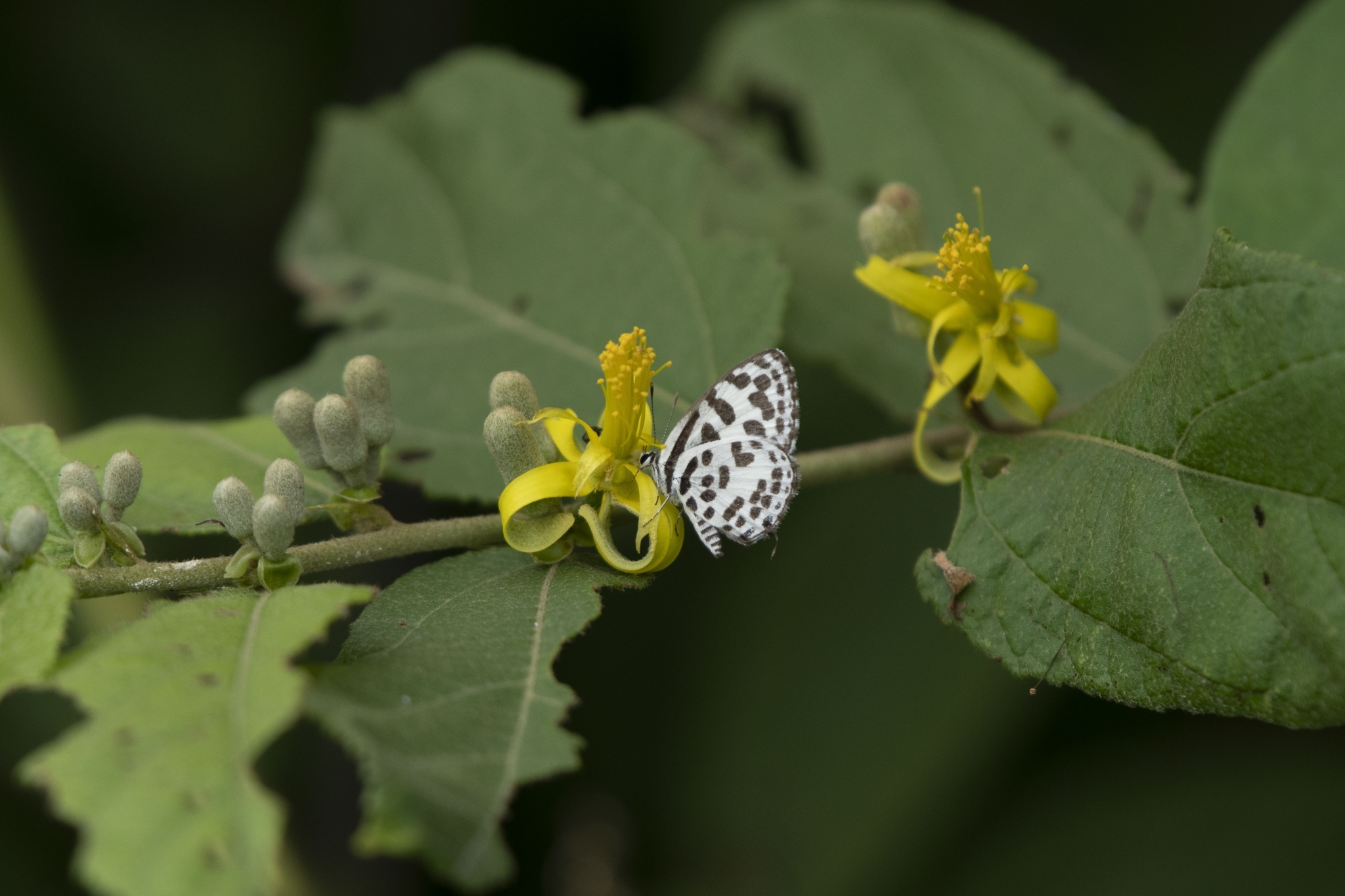 Common Pierrot