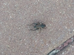 Gryllus pennsylvanicus
