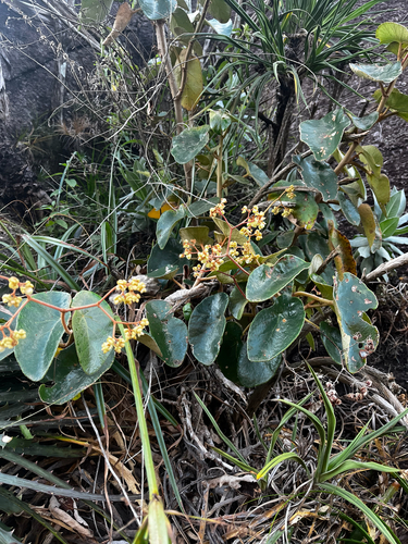 Begonia aguiabrancensis
