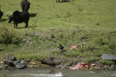 Corvus macrorhynchos