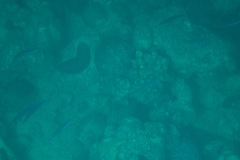 Actinopterygii