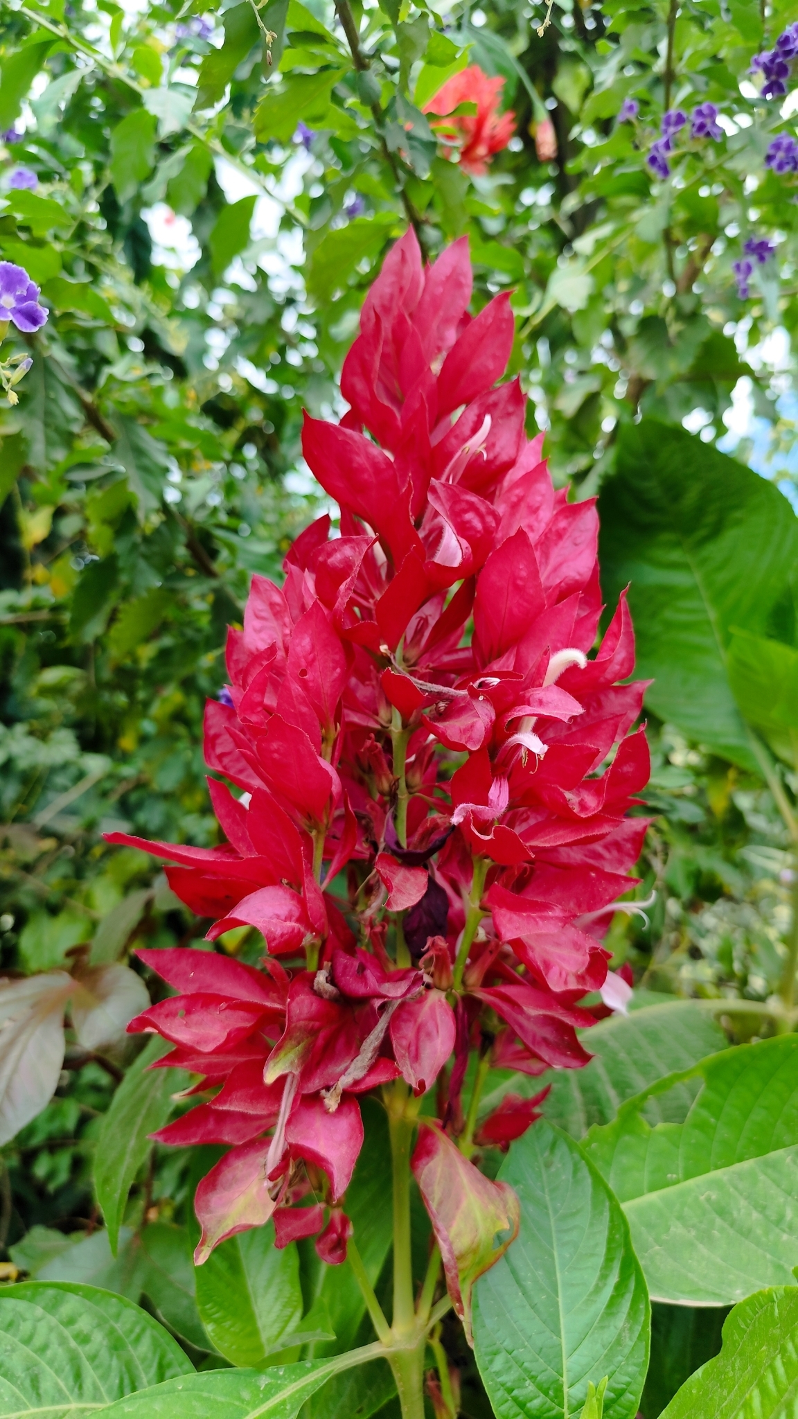 Megaskepasma erythrochlamys