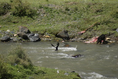 Corvus macrorhynchos