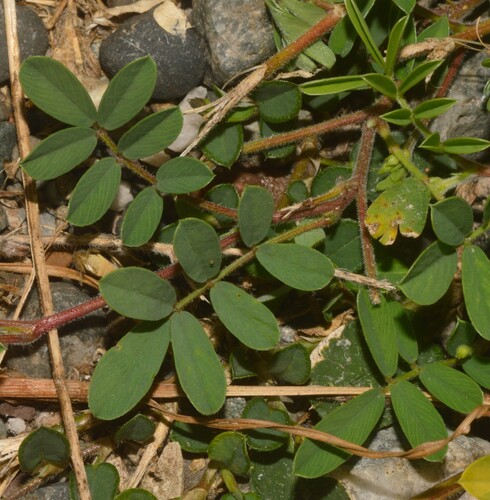 Indigo sauvage (Tephrosia pumila)
