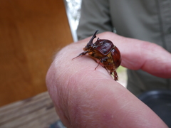 Blackburnium cavicolle
