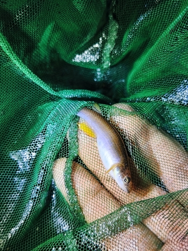 Redlined killi (Anablepsoides rubrolineatus) — Rivulidae — 3