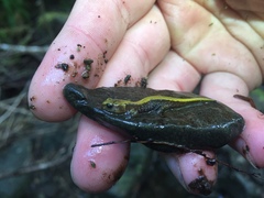 Plethodon vandykei