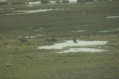 Corvus macrorhynchos