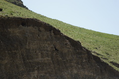 Corvus macrorhynchos