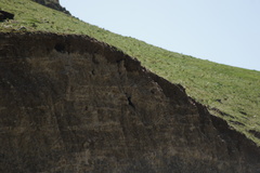 Corvus macrorhynchos