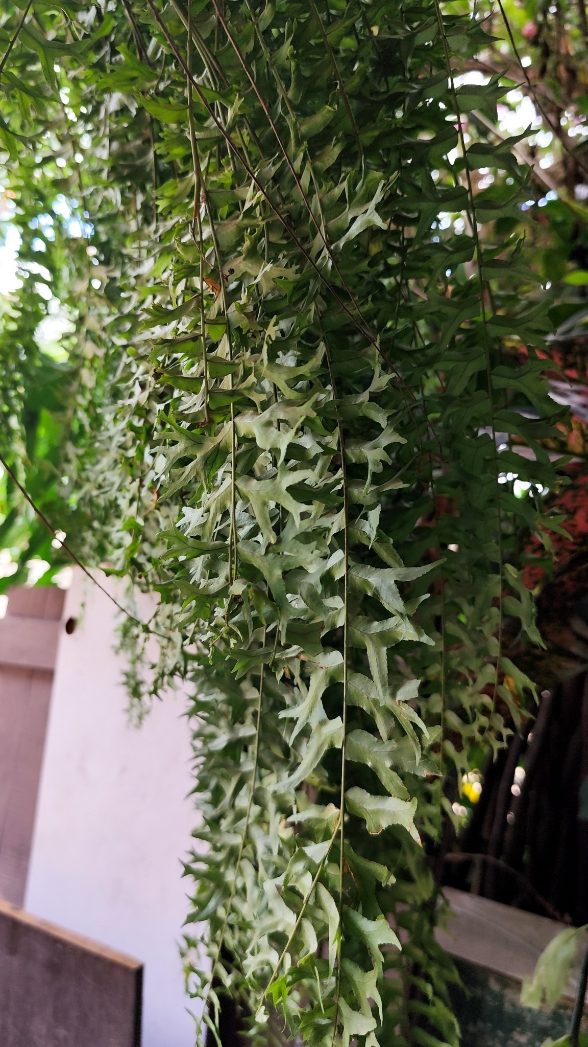 Nephrolepis falcata