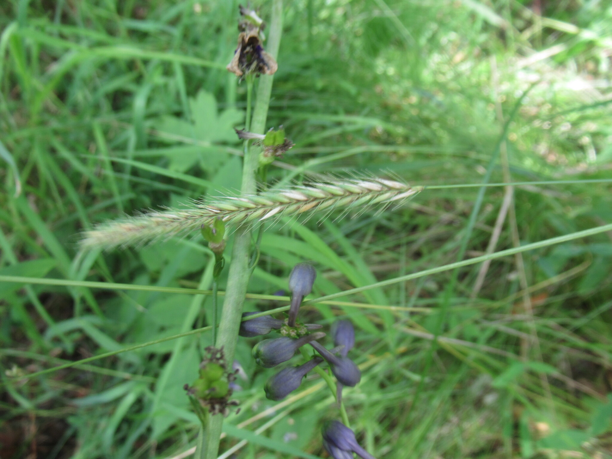 Hordeum brevisubulatum