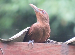 Dendrexetastes rufigula