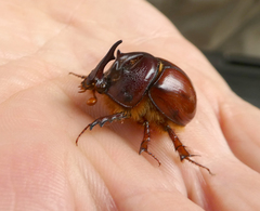 Blackburnium cavicolle