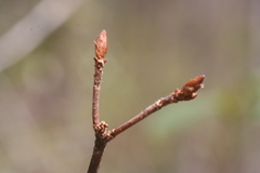 Rhododendron pilosum
