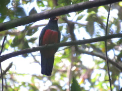 Trogon melanurus
