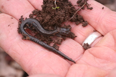 Plethodon hoffmani