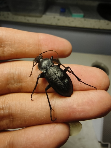 Carabus coriaceipennis
