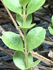 Eurytetranychus buxi