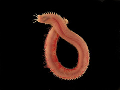 Marphysa